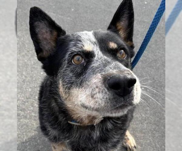 Medium Photo #1 Mutt Puppy For Sale in Camarillo, CA, USA