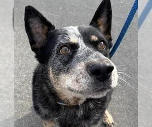 Mutt Dogs for adoption in Camarillo, CA, USA