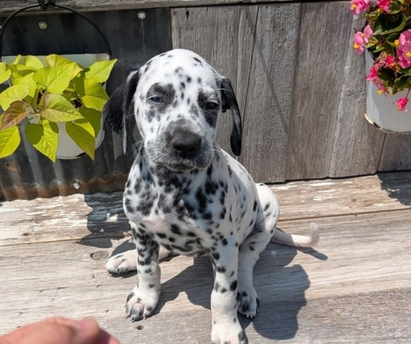Medium Photo #19 Dalmatian Puppy For Sale in GOSHEN, IN, USA