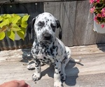 Small Photo #19 Dalmatian Puppy For Sale in GOSHEN, IN, USA