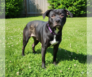 Mutt Dogs for adoption in Rustburg, VA, USA