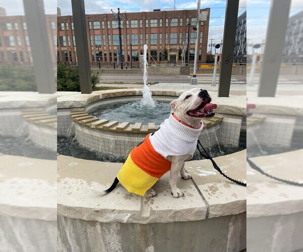 Medium Photo #3 American Bulldog-Unknown Mix Puppy For Sale in Minneapolis, MN, USA