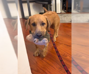 Basset Hound-Retriever  Mix Dogs for adoption in San Diego, CA, USA
