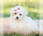 Small Photo #106 Maltipoo (Miniature) Puppy For Sale in WARSAW, IN, USA
