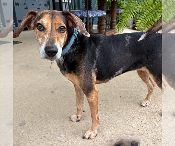 Medium Photo #4 American Foxhound-Beagle Mix Puppy For Sale in Dunnellon, FL, USA