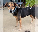 Small #3 American Foxhound-Beagle Mix