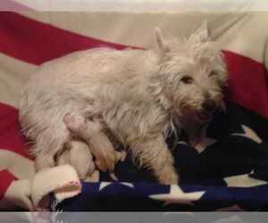 Mother of the West Highland White Terrier puppies born on 03/10/2020