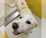 Small Akbash-Great Pyrenees Mix