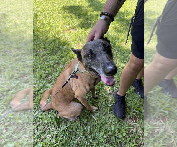 Medium Photo #6 Mutt Puppy For Sale in Imlay City, MI, USA