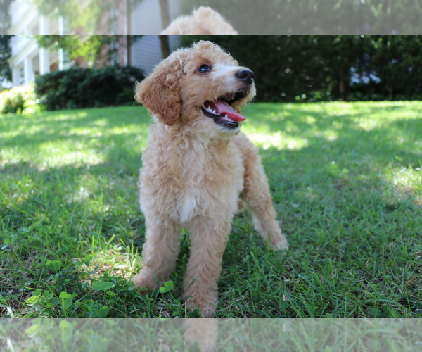 Medium Photo #4 Goldendoodle Puppy For Sale in KERNERSVILLE, NC, USA