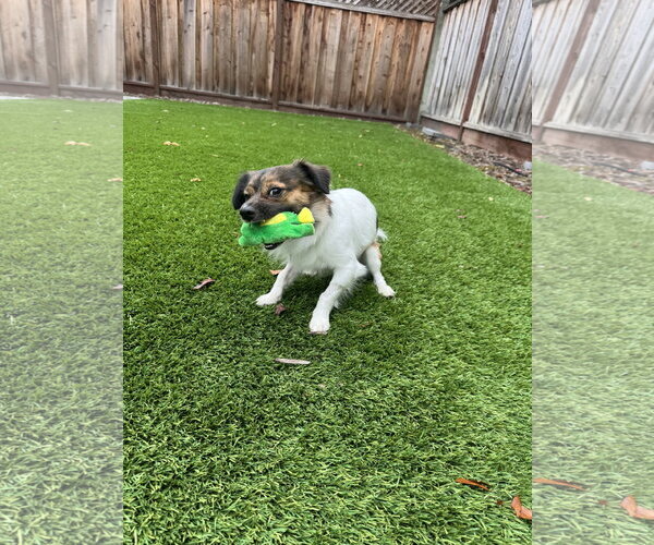 Medium Photo #8 Papillon-Unknown Mix Puppy For Sale in Santa Clara, CA, USA