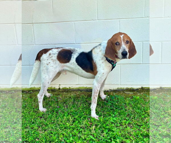 Medium Photo #2 Treeing Walker Coonhound-Unknown Mix Puppy For Sale in Sanderson, FL, USA