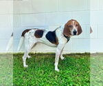 Small #1 Treeing Walker Coonhound Mix