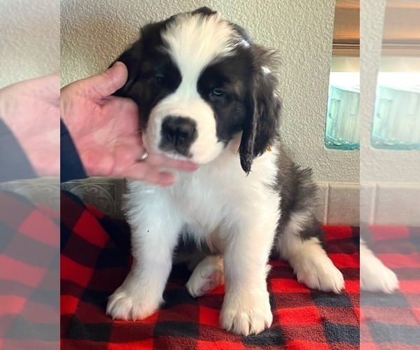 Medium Photo #2 Saint Bernard Puppy For Sale in COLORADO SPRINGS, CO, USA
