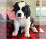 Small #1 Saint Bernard