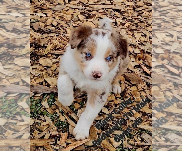 Medium Photo #7 Border Collie Puppy For Sale in BYBEE, TN, USA