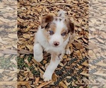 Small Photo #7 Border Collie Puppy For Sale in BYBEE, TN, USA