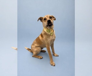 Mutt Dogs for adoption in Sandy, UT, USA