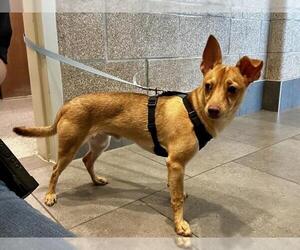 Dachshund-Unknown Mix Dogs for adoption in Fort Collins, CO, USA