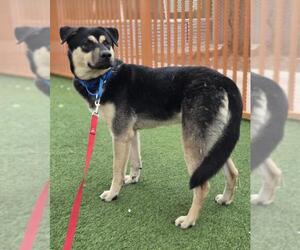 German Shepherd Dog-Unknown Mix Dogs for adoption in Las Vegas, NV, USA