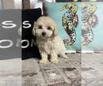 Small Photo #1 Maltipoo Puppy For Sale in PARAGON, IN, USA