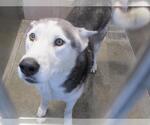 Small Siberian Husky