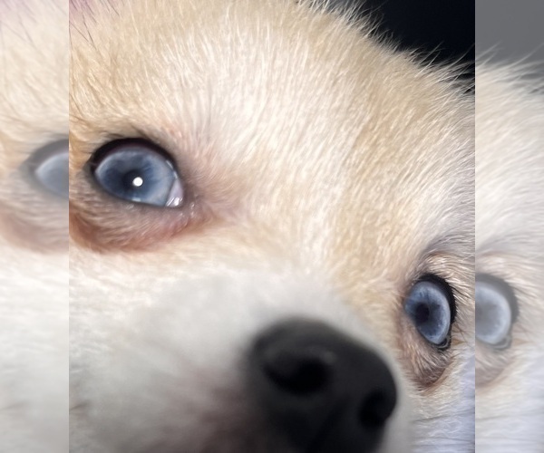 Medium Photo #9 Pomsky Puppy For Sale in GOLDEN VALLEY, AZ, USA