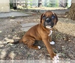 Small #1 Boxer
