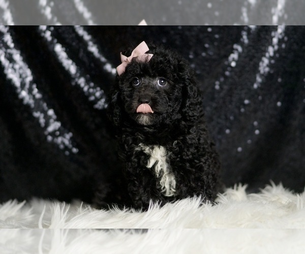 Medium Photo #2 Poodle (Toy) Puppy For Sale in WARSAW, IN, USA