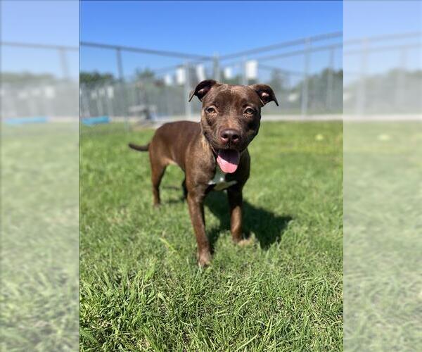 Medium Photo #2 American Pit Bull Terrier-Unknown Mix Puppy For Sale in Conroe, TX, USA
