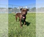 Small #1 American Pit Bull Terrier Mix