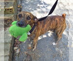 Small #3 Dachshund Mix