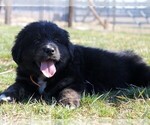 Small Photo #12 Golden Mountain Dog Puppy For Sale in CLAYTON, WA, USA