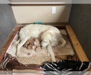 Mother of the Goldendoodle puppies born on 05/03/2022