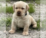 Small #4 Labrador Retriever