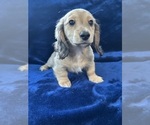 Small #8 Dachshund