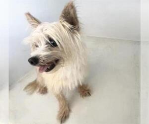Chihuahua-Unknown Mix Dogs for adoption in Houston, TX, USA