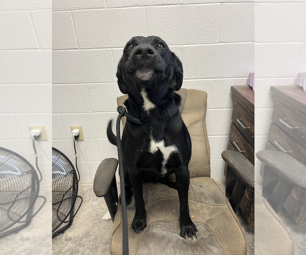 Medium Photo #3 Labrador Retriever-Unknown Mix Puppy For Sale in Maryville, TN, USA