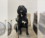 Small #2 Labrador Retriever Mix