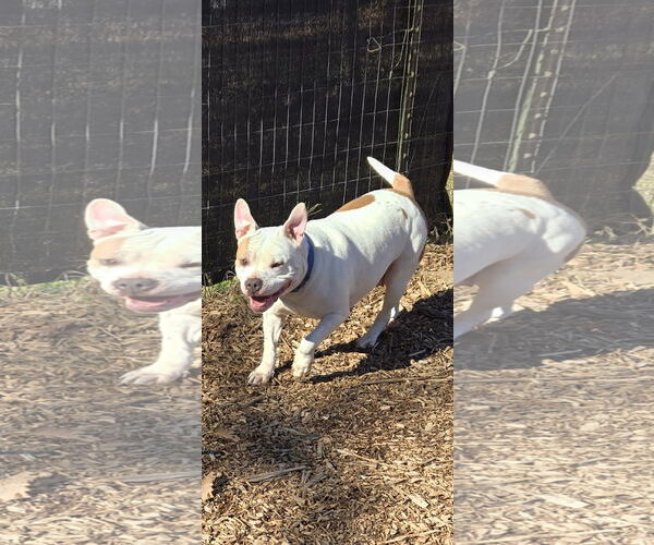 Medium Photo #3 Bulldog-Unknown Mix Puppy For Sale in Rustburg, VA, USA