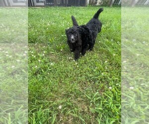 Goldendoodle Puppy for sale in BEDFORD, IN, USA