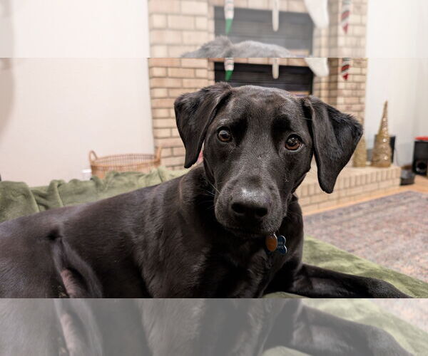 Medium Photo #3 Labrador Retriever-Unknown Mix Puppy For Sale in Fort Collins, CO, USA