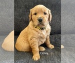 Puppy Corey Golden Retriever