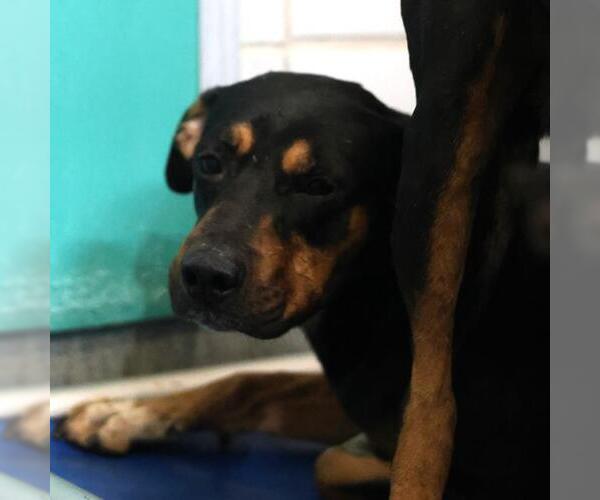 Medium Photo #1 Rottweiler-Unknown Mix Puppy For Sale in San Antonio, TX, USA