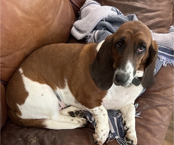 Medium Photo #1 Basset Hound Puppy For Sale in COLUMBUS, GA, USA