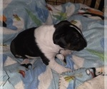 Small #12 Bull Terrier