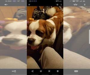 Saint Bernard Puppy for sale in HOMETOWN, PA, USA