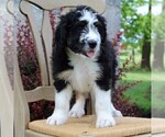 Small Photo #1 Bernedoodle Puppy For Sale in MERCERSBURG, PA, USA