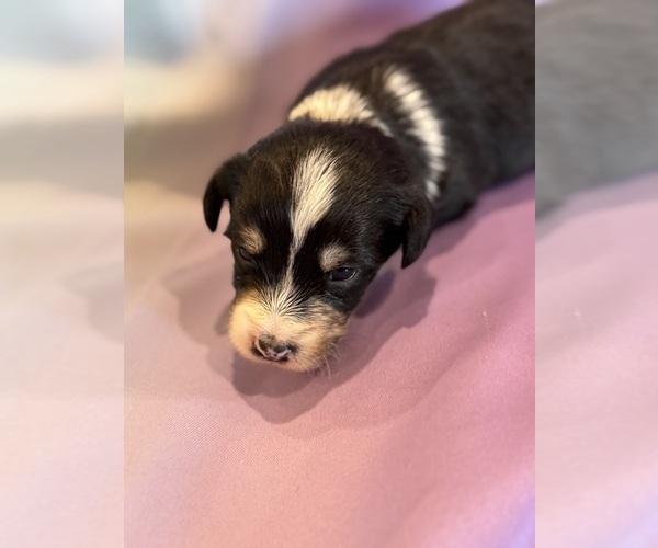 Medium Photo #13 Corgipoo Puppy For Sale in LONGMONT, CO, USA