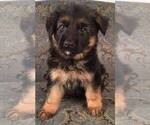 Small Photo #5 German Shepherd Dog Puppy For Sale in COLETA, IL, USA